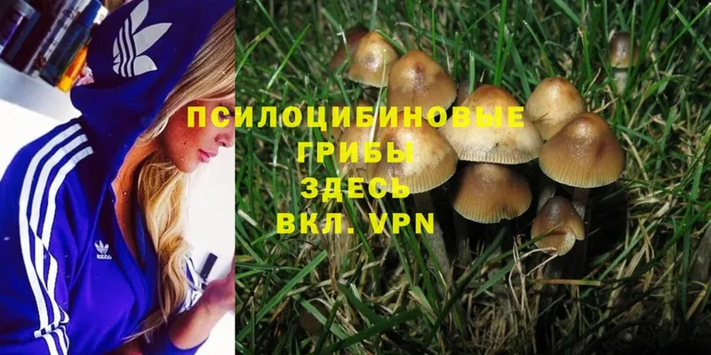 Галлюциногенные грибы Psilocybe  Нальчик 